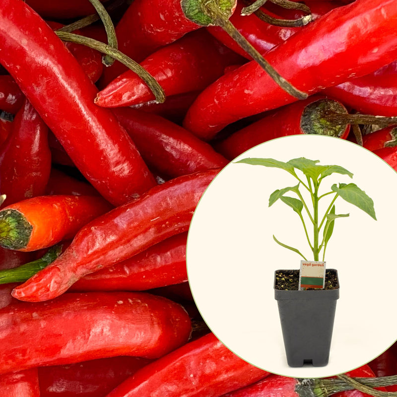 Super Chili Pepper Seedlings | Vego Garden