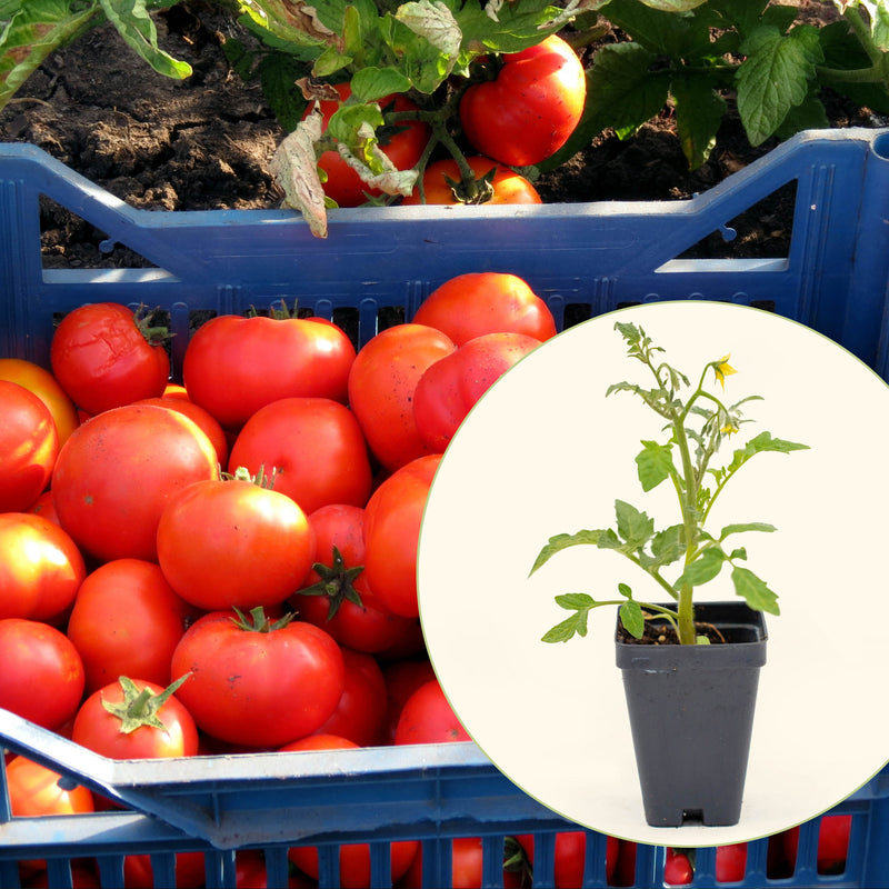 Brandywine Pink Tomato Seedlings | Vego Garden