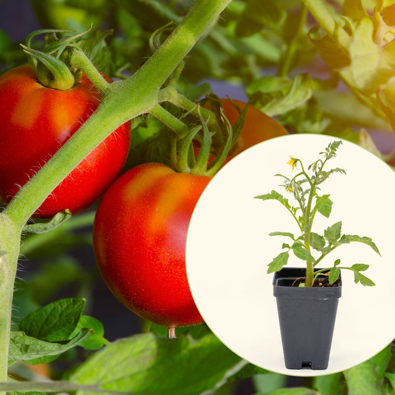 Celebrity Plus Tomato Seedlings | Vego Garden