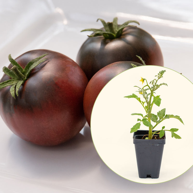 Cherokee Purple Tomato Seedlings | Vego Garden
