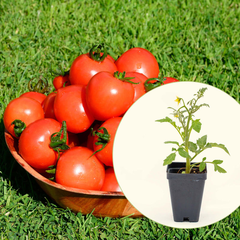 Mountain Magic Tomato Seedlings | Vego Garden