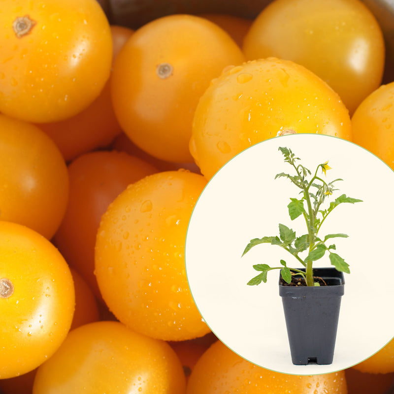 Sungold Tomato Seedlings | Vego Garden