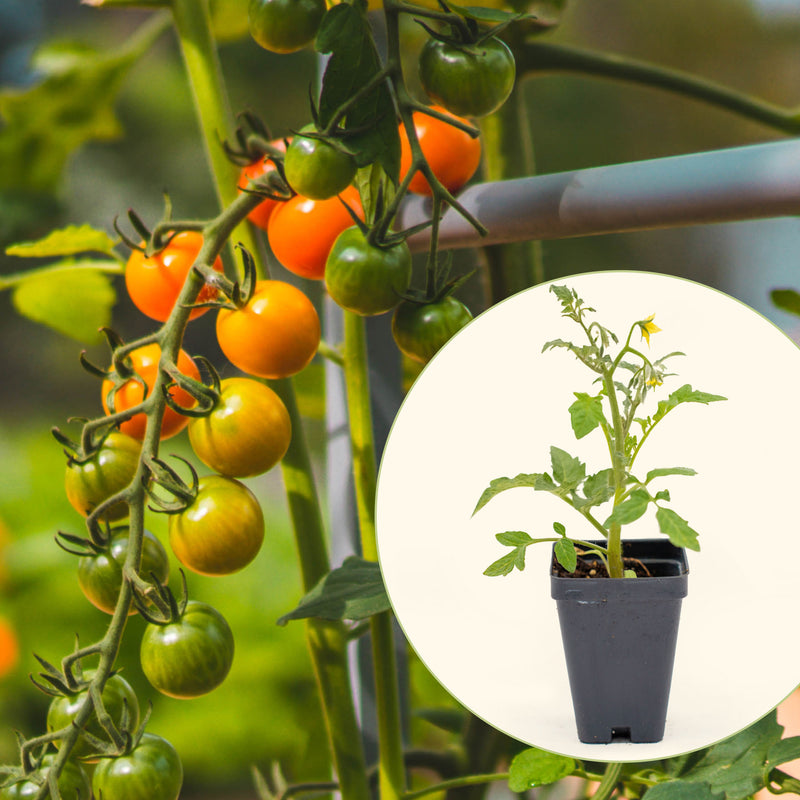 Sweet 100 Tomato Seedlings | Vego Garden
