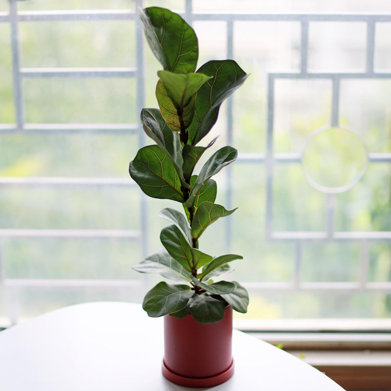 Fiddle-Leaf Fig Tree