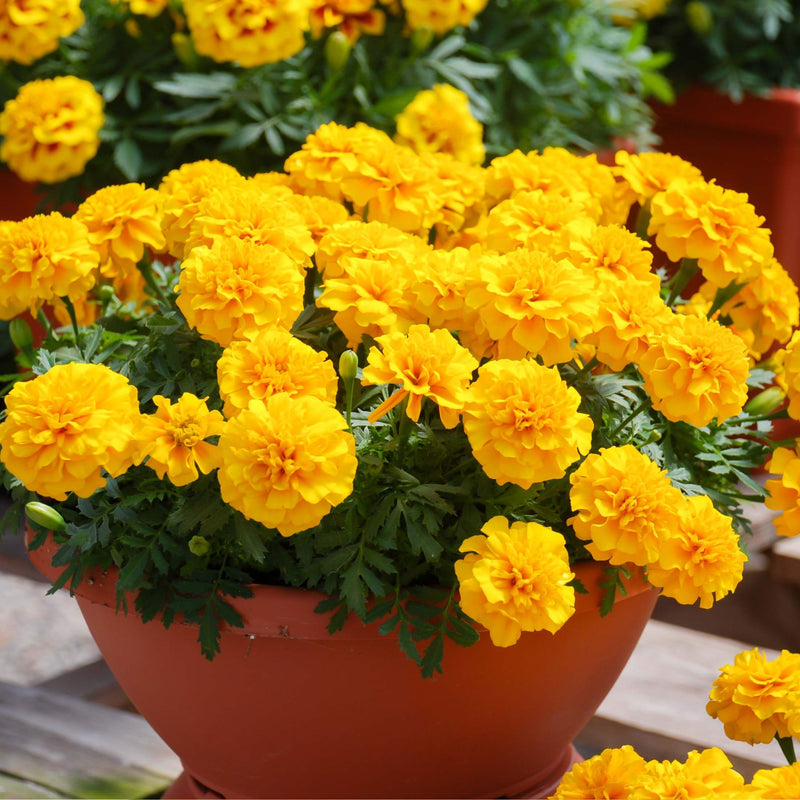 Happy Yellow French Marigold Seedlings | Vego Garden
