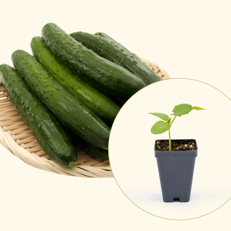 Burpless Cucumber Seedlings | Vego Garden