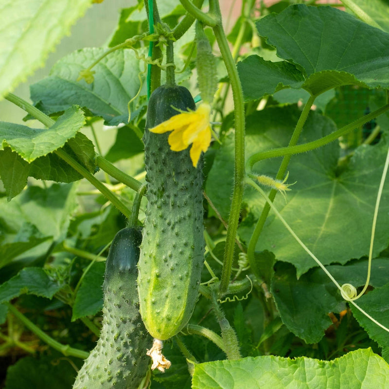 Patio Snacker Cucumber Seedlings | Vego Garden