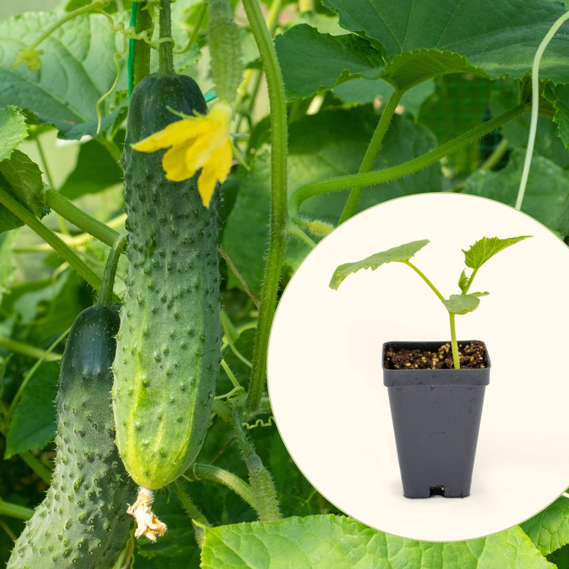 Patio Snacker Cucumber Seedlings | Vego Garden