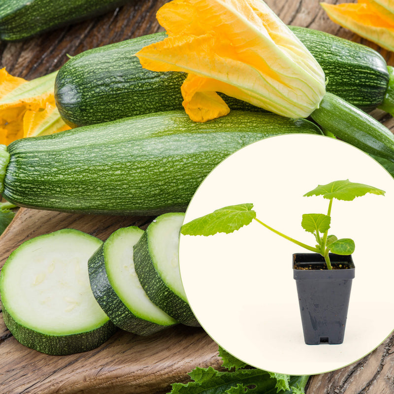 Enducrance Zucchini Squash Seedlings | Vego Garden