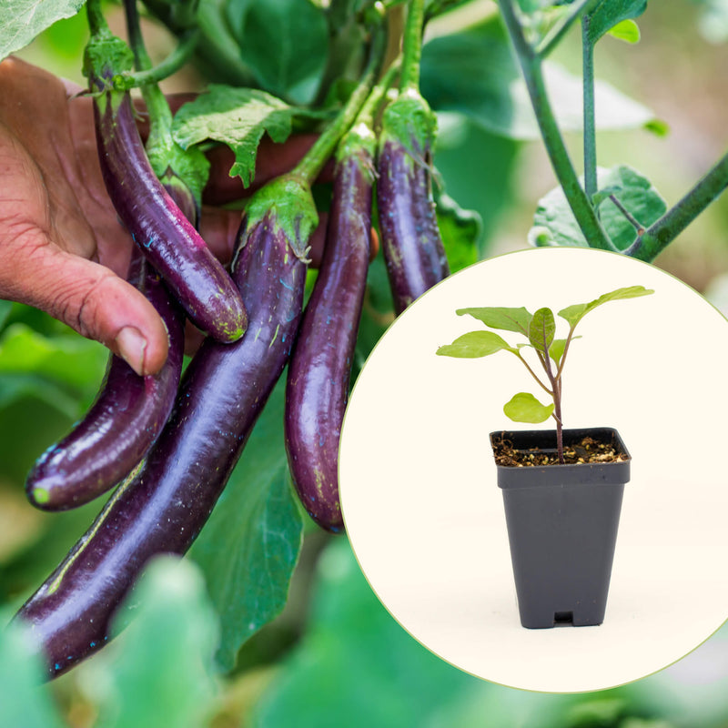 Asian Delight Eggplant Seedlings | Vego Garden