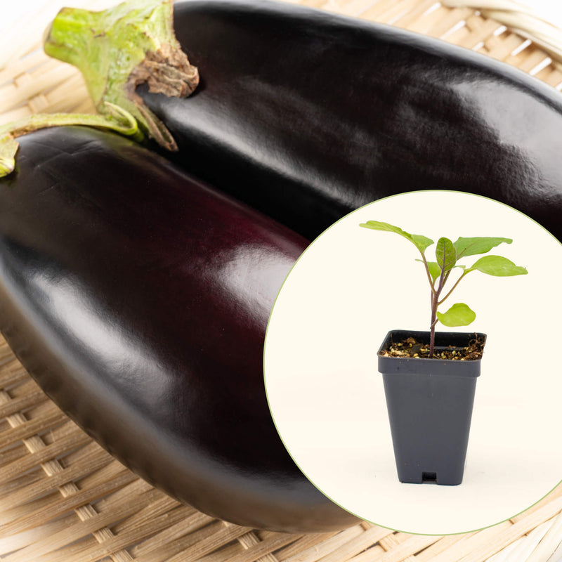 Black Beauty Eggplant Seedlings | Vego Garden
