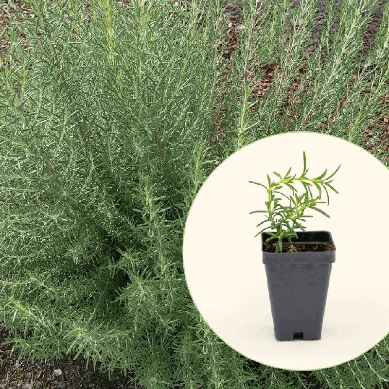 Arp Rosemary Seedlings | Vego Garden