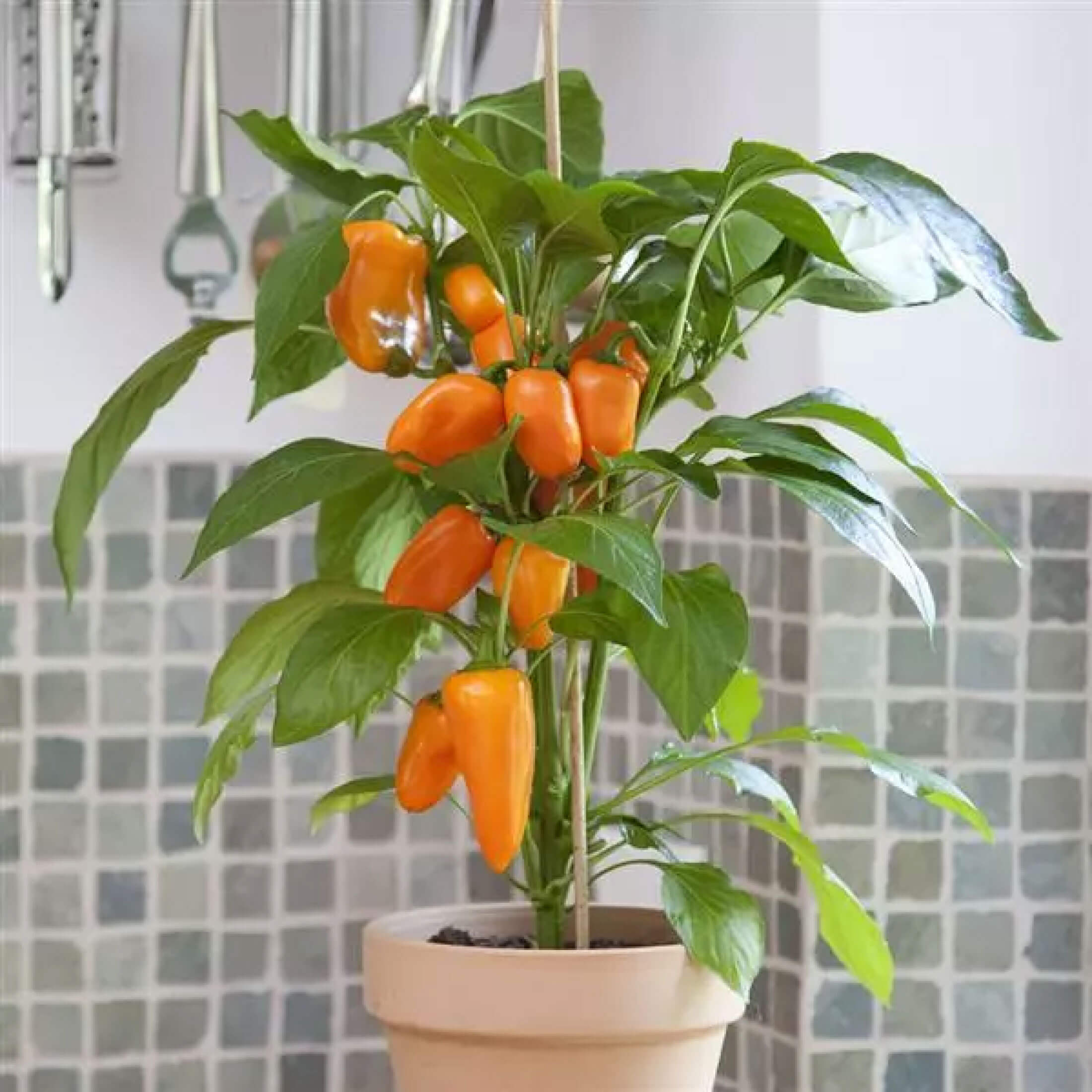 Kitchen Minis™ Sweet Fresh Bites Orange Pepper Seedlings | Vego Garden ...