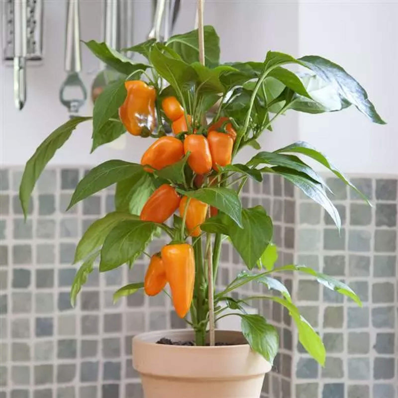 Sweet Fresh Bites Orange Pepper Seedlings | Vego Garden