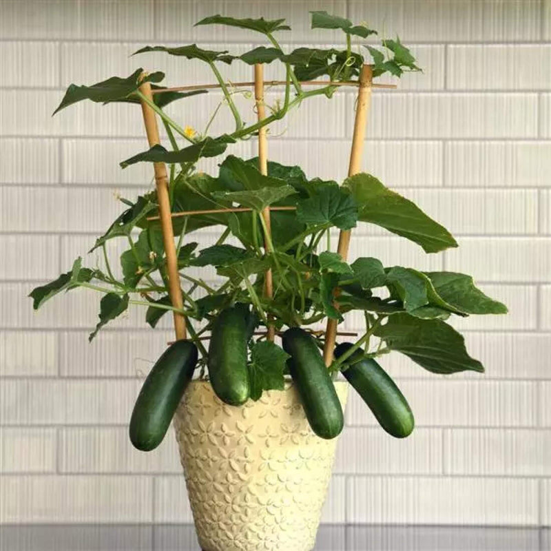 Quick Snack Cucumber Seedlings | Vego Garden