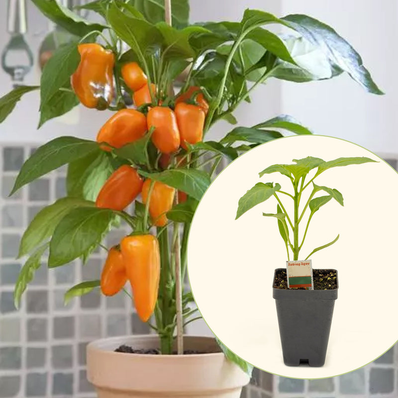Sweet Fresh Bites Orange Pepper Seedlings | Vego Garden