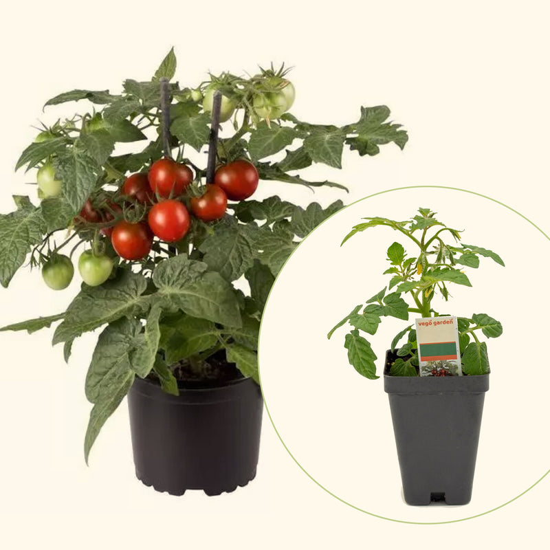 Cocoa Tomato Seedlings | Vego Garden