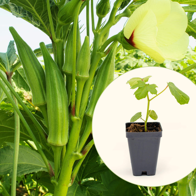 Clemson Spineless Okra Seedlings | Vego Garden