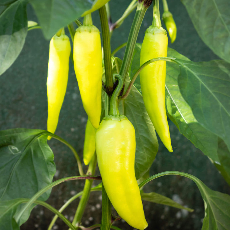 Sweet Banana Pepper Seedlings | Vego Garden