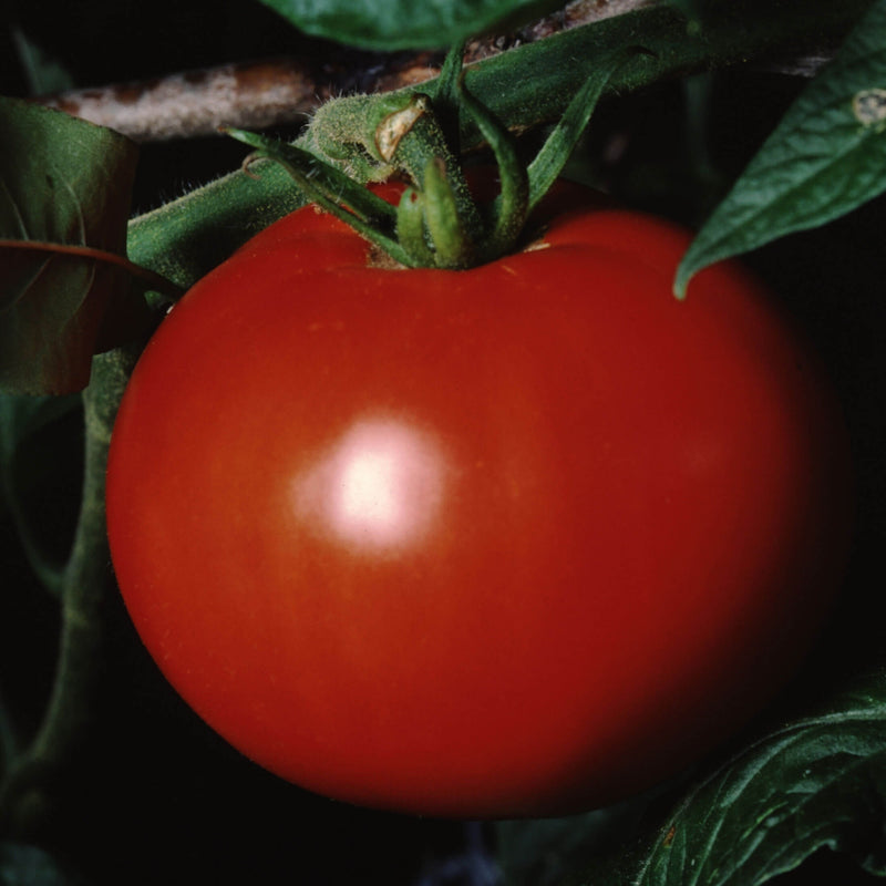 Better Boy Tomato Seedlings | Vego Garden