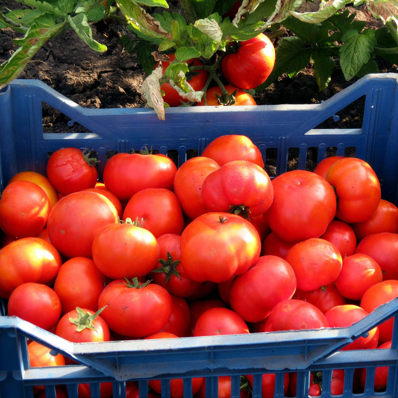 Brandywine Pink Tomato Seedlings | Vego Garden