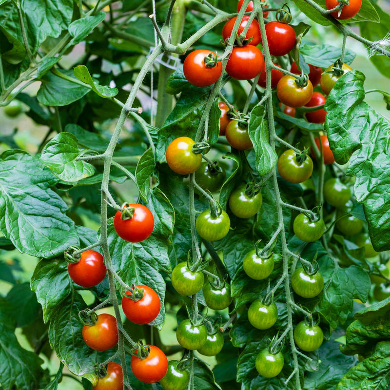 Sweet 100 Tomato Seedlings | Vego Garden