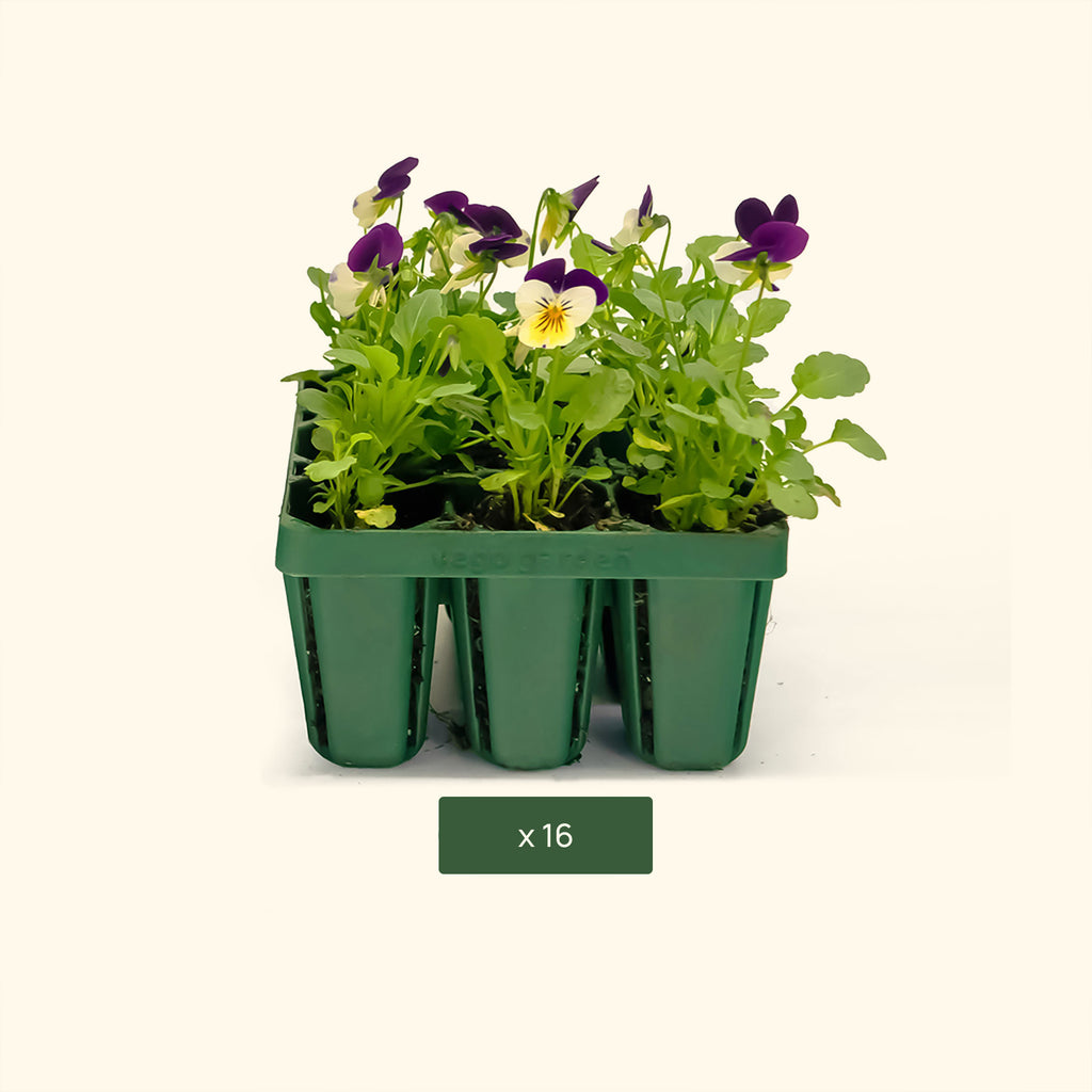 Best seedling trays: 8 plastic-free options - Gardens Illustrated